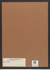 Navicula sp. (de-Toni-Nr.: Genus 1) Zeichnungen Sammlung Grunow Mappe 00777 (Herbarium_W_Grunow_drawings_Folder_00777)
